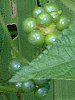 �����^�i(Lantana)