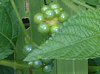 �����^�i(Lantana)