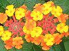 �����^�i(Lantana)