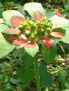 �V���E�W���E�\�E(�́X��)