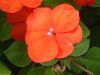 �C���p�`�F���X��(Impatiens)