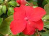 �C���p�`�F���X��(Impatiens)