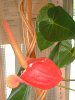�A���X���E��(Anthurium)