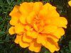 �}���[�S�[���h(Marigold)