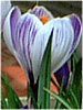 �N���b�J�X(Crocus)