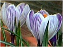 �N���b�J�X(Crocus)