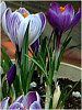 �N���b�J�X(Crocus)
