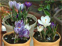 �N���b�J�X(Crocus)
