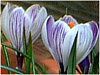 �N���b�J�X(Crocus)