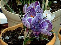�N���b�J�X(Crocus)