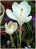 �N���b�J�X(Crocus)