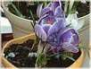 �N���b�J�X(Crocus)