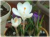 �N���b�J�X(Crocus)