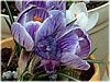 �N���b�J�X(Crocus)