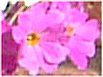 �v�������E�I�u�R�j�J(Primula obconica)