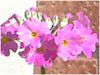 �v�������E�I�u�R�j�J(Primula obconica)