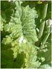 �v�������E�I�u�R�j�J(Primula obconica)