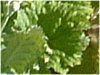 �v�������E�I�u�R�j�J(Primula obconica)