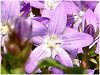 �J���p�j�����E�|�V�����X�L���i-purple