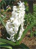 �q���V���X(Hyacinth)