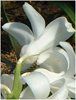 �q���V���X(Hyacinth)