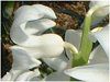 �q���V���X(Hyacinth)