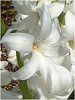 �q���V���X(Hyacinth)