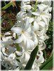 �q���V���X(Hyacinth)