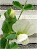�G���h�E�i氓��j