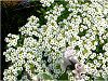 �X�C�[�g�A���b�T��(sweet alyssum)