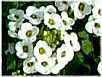 �X�C�[�g�A���b�T��(sweet alyssum)