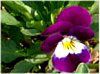 �r�I���iViola�j