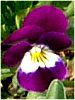 �r�I���iViola�j