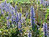 �A�W���K(Ajuga)