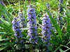 �A�W���K(Ajuga)