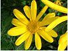 ���[���I�v�X�f�[�W�[(Euryops daisy)