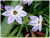 Ipheion(�C�t�F�C�I��)