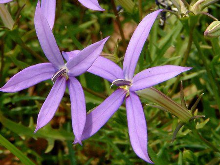 �C�\�g�}(Isotoma)