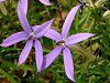 �C�\�g�}(Isotoma)