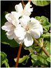 �A�C�r�[�[���j�E��(Ivy geranium)