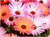 ���r���O�X�g���f�[�W�[(Livingstone daisy)