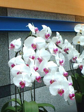 �R�`���E����(�Ӓ���)