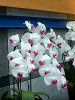 �R�`���E����(�Ӓ���)