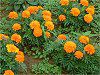 �}���[�S�[���h(Marigold)-orange