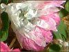 ���[�_���Z(Rhodanthe)