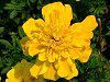 �}���[�S�[���h(Marigold)