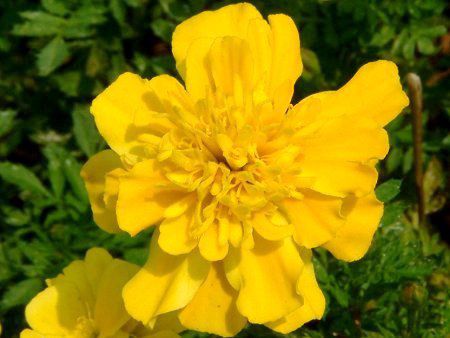 �}���[�S�[���h(Marigold)