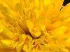 �}���[�S�[���h(Marigold)-yellow