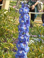 �f���t�B�j�E��(Delphinium)