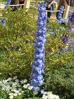 �f���t�B�j�E��(Delphinium)